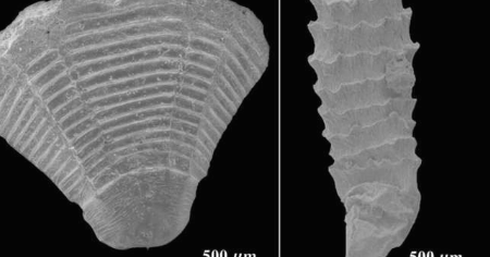 使用化石3D模型进行的水流模拟为古代微小海洋动物的进化提供了新线索