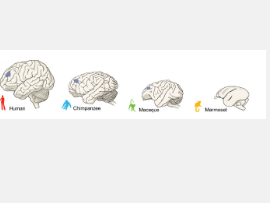研究显示灵长类动物人类猿类和猴子的大脑之间的差异很小但很重要