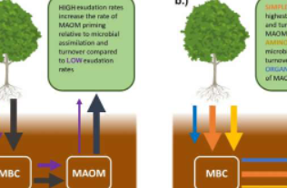 研究人员发现根系分泌物对土壤碳储存具有惊人且违反直觉的影响