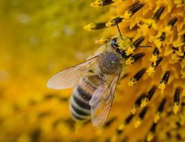 栖息地质量和生物多样性都会影响蜜蜂的健康