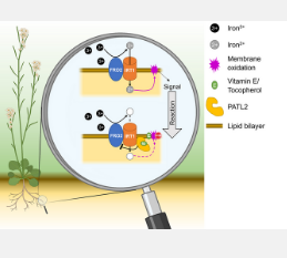 植物如何在铁吸收过程中保护自己免受氧化应激