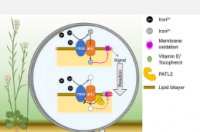植物如何在铁吸收过程中保护自己免受氧化应激