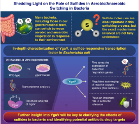 硫化物在细菌需氧厌氧转换中的作用