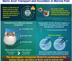 新研究揭示了硼酸在海洋鱼类中的运输和排泄