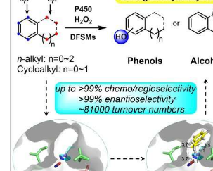 新方法使CH键的区域发散和对映选择性羟基化成为可能