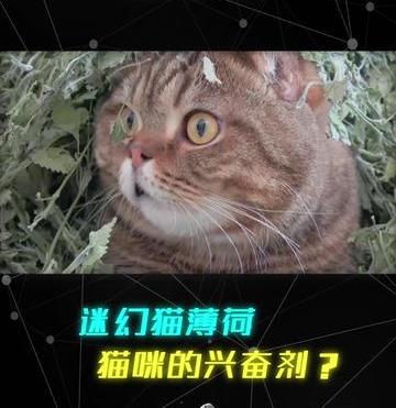 猫咪吸了猫薄荷（你在吸猫猫在吸猫薄荷）