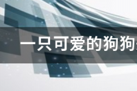 为什么狗狗小的时候是最可爱的？ 可爱小狗头像呆萌卡通