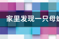 人一到房间就有蟑螂？ 家里发现一只蟑螂怎么办