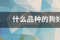 十大名犬短毛温顺？ 短毛狗品种小型犬