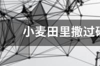 小麦田里撒过磷酸钙肥料好吗 过磷酸钙肥料价格