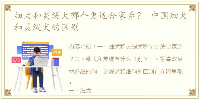 细犬和灵缇犬哪个更适合家养？ 中国细犬和灵缇犬的区别