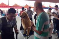 中国犬协缩写？ 中国工作犬管理协会