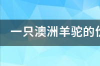 羊驼贵吗？ 羊驼大概现在多少钱一只