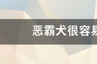 恶霸犬为什么体力差？ 恶霸犬皮肤病