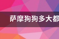 两岁的萨摩耶多大？ 萨摩犬多大