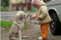 东北大笨狗和太行犬哪种好？ 太行犬和东北笨狗区别