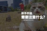 怎么养猫需要注意什么？ 新手养猫要注意什么