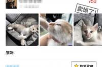 宠物领养是在哪些平台比较靠谱？ 宠物猫在哪里可以领养