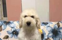 刚生出来的棕色贵宾犬多少钱一只 棕色贵宾犬多少钱一只