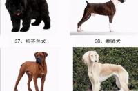 2021年禁养狗狗名单？ 威玛猎犬是禁养犬吗