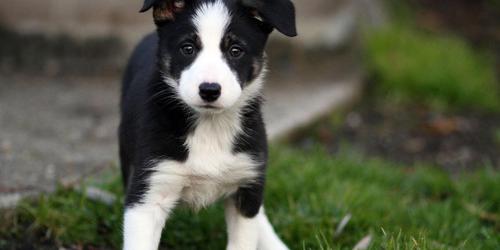 边境牧羊犬幼犬价格 边境牧羊犬好养吗