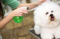 比熊几岁智商最高？ 比熊犬智商相当人几岁