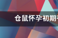 仓鼠几个月能看出来怀孕？ 仓鼠初期怀孕图