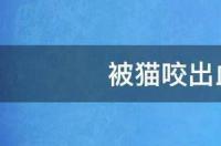 被猫咬出血了怎么办?就出了一点血？ 被猫咬出血了怎么办