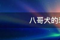 巴哥母犬可以养到几斤？ 巴哥狗的寿命