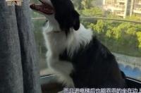 宠物狗送去训练多少钱？ 训犬师上门一对一多少钱