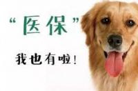 细小可以吃什么药啊？ 犬细小治疗方案