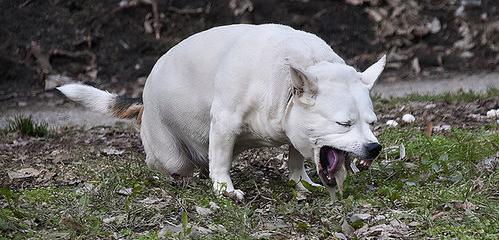 狗狗細小的初期症狀是什麼? 犬細小病毒臨床症狀_艾巴生活網