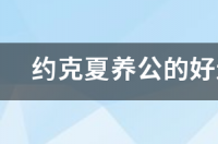 大家约克夏是养小公还是小母 约克夏养公的好还是母的好