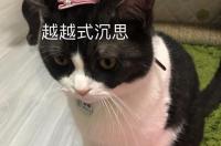 猫的传染病有哪些 猫传染病包括什么