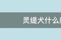 灵缇犬什么颜色属于纯种 纯种意大利灵缇犬价格