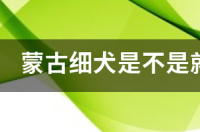 蒙古细犬是不是就是山东细犬滑条？ 山东细犬滑条