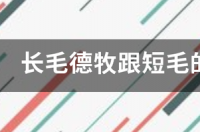 东德牧羊犬长毛好还是短毛？ 长毛德牧和短毛德牧的区别有哪些