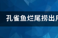 因烂尾快死的孔雀鱼怎么办？ 孔雀鱼烂尾什么样子