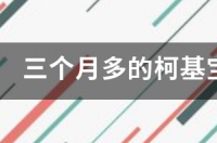 2个月柯基好训吗？ 如何训练3个月的柯基