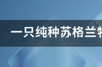 一只纯种苏格兰牧羊犬大概多少钱？ 纯种苏格兰牧羊犬价格多少