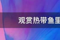 十大养不死的淡水大型观赏鱼？ 热带鱼观赏鱼