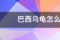 乌龟怎样就会死掉？ 如何养乌龟才不容易死