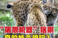 猞猁宠物？ 猞猁战斗力