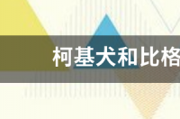 适合穷人养的狗前十名？ 比格犬和柯基犬哪个智商高