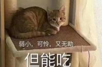 大家说说什么小狗狗最可爱？ 什么狗比较可爱