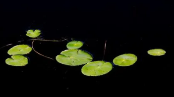 浮萍是一种水生植物通常生长在淡水湖泊河流和池塘中