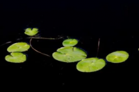 浮萍是一种水生植物通常生长在淡水湖泊河流和池塘中