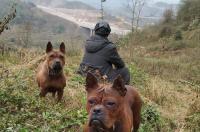 南宁禁养犬名录？ 重庆猎犬