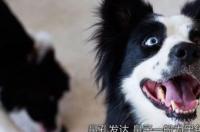 德牧的十个不养理由？ 牧羊犬为什么不能养