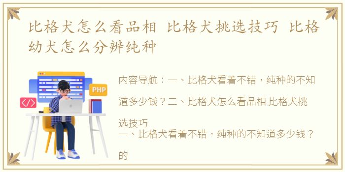 比格犬怎么看品相 比格犬挑选技巧 比格幼犬怎么分辨纯种